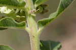 Pineland milkweed